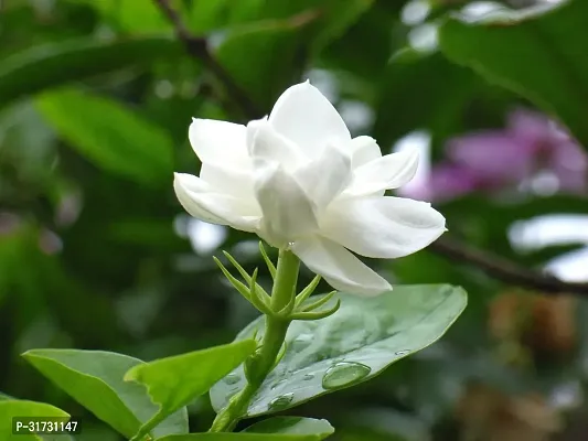 Healthy Jasmine Plant - Perfect for Indoor Gardens-thumb0