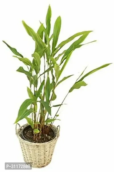 Live Elaichi Plant - Aromatic and Hardy Spice Plant-thumb0