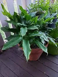 Live Elaichi Plant - Aromatic and Hardy-thumb1