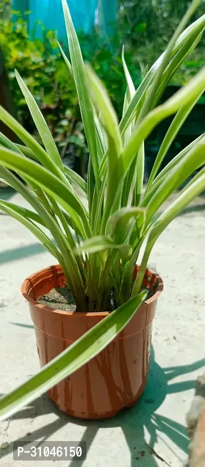 Spider Plant - Easy to Grow Indoor Plant-thumb3