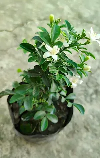 Potted Jasmine Plant - Perfect for Home and Garden Decor-thumb3