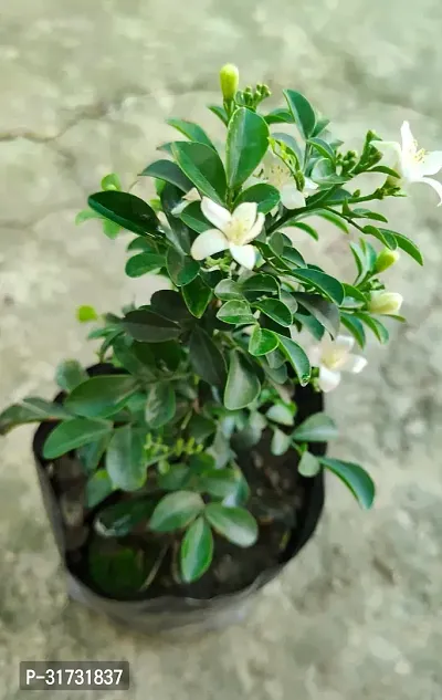 Potted Jasmine Plant - Perfect for Home and Garden Decor-thumb4