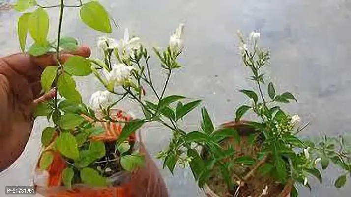 Evergreen Jasmine Plant - Year-Round Beauty for Your Garden-thumb0