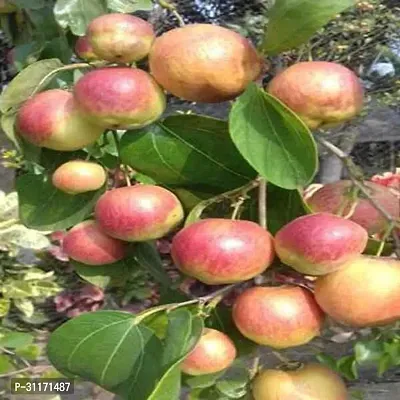 Sweet and Juicy Ber Apple Plant-thumb0