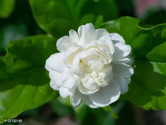 Potted Jasmine Plant - Ideal for Patios and Balconies-thumb0