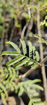 Prosopis Cineraria with Ceramic Pot-thumb2