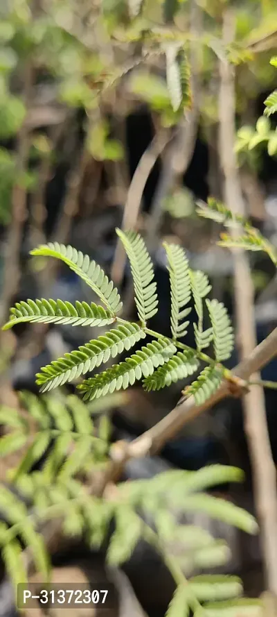 Prosopis Cineraria with Ceramic Pot-thumb3