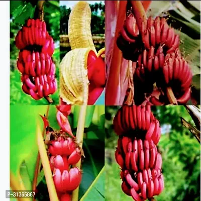 Dwarf Banana Tree - Ideal for Apartments and Small Spaces-thumb0