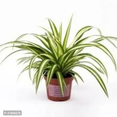 Spider Plant with Pot - Low Maintenance Indoor Greenery-thumb0