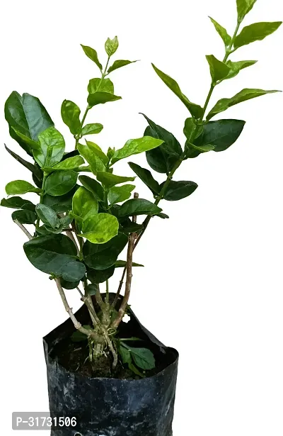 Live Flowering Jasmine Plant - Adds Freshness to Any Room-thumb3