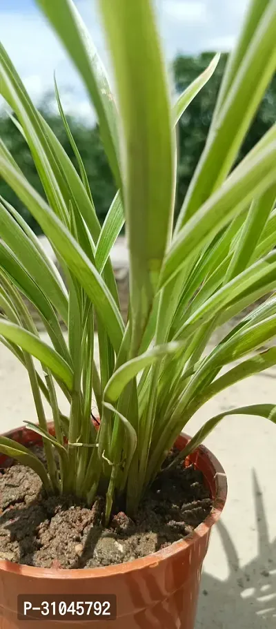 Spider Plant - Perfect Indoor Plant for Fresh Air-thumb2