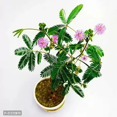 Resilient Prosopis Cineraria-thumb0