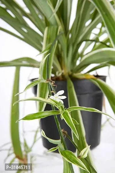 Spider Plant with Pot - Low Maintenance Indoor Greenery-thumb0