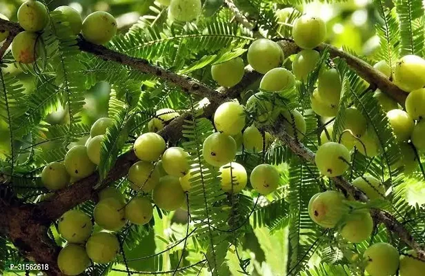 Pesticide-Free Amla Plant - Safe for Homes-thumb0