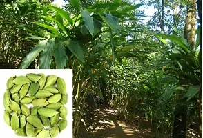 Organic Cardamom Plant - Aromatic Live Herb-thumb3