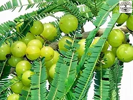 Fruiting Amla Plant - Sweet and Tart-thumb1