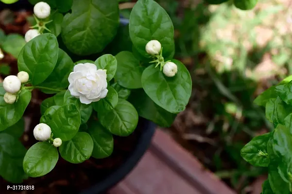 Live Jasmine Plant - Beautiful and Fragrant-thumb0