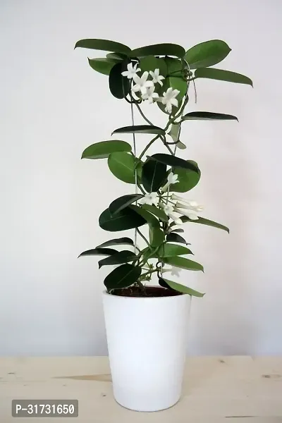 Low Maintenance Jasmine Plant