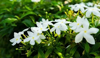 Jasmine Plant with Pot - Adds Beauty and Aroma-thumb4