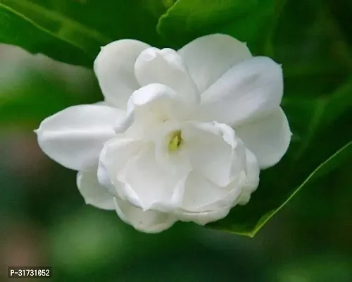 Sweet-Scented Jasmine Plant in Decorative Pot-thumb0