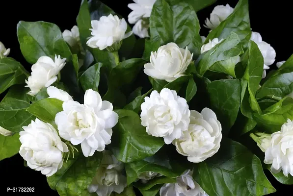 Healthy Jasmine Plant - Beautiful and Fragrant-thumb2