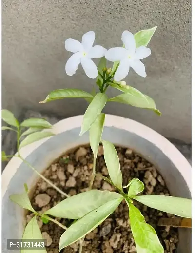 Double Layered Jasmine Plant in Pot-thumb0