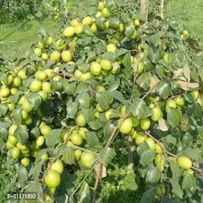 Thornless Ber Apple Plant - Child Safe-thumb0