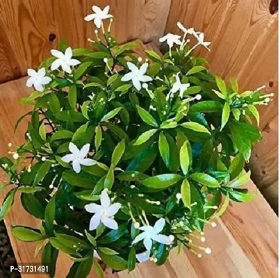 Easy-to-Maintain Jasmine Plant-thumb0