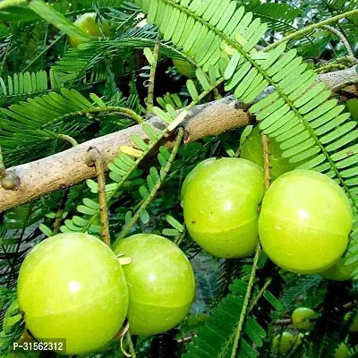 Compact Amla Berry Tree - Space Saver-thumb0