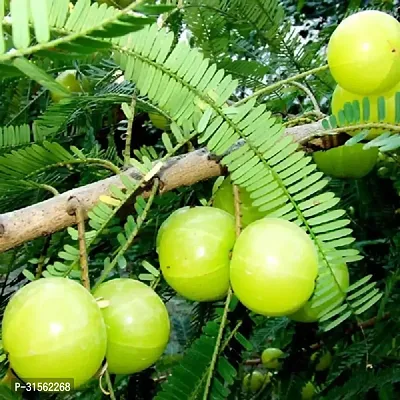 Indoor Amla Bonsai - Decorative and Edible-thumb0