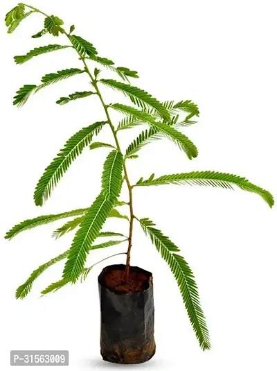 Miniature Amla Plant - Space-Saving Option-thumb3