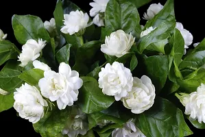 Live Jasmine Plant - Adds Beauty and Fragrance-thumb1