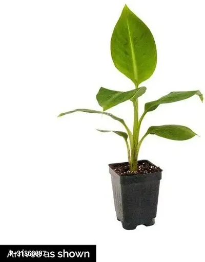 Super Dwarf Banana Plant - Compact and Easy to Maintain-thumb0