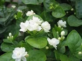 Jasmine Plant with Pot - Easy to Care For-thumb2