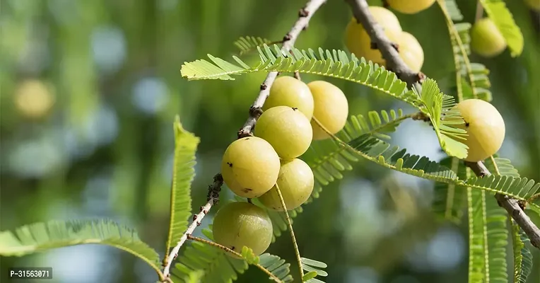 Miniature Amla Tree - Space-Saving Fruit-thumb0