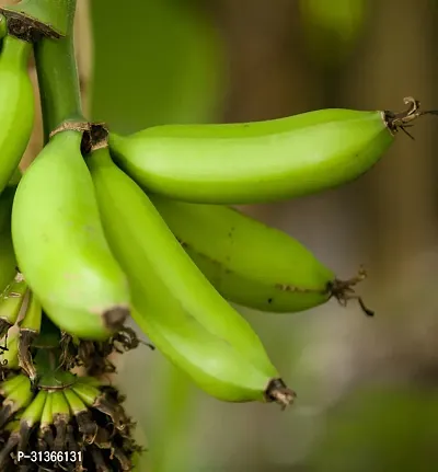 Organic Fruit-Bearing Banana Tree - Live Plant-thumb0