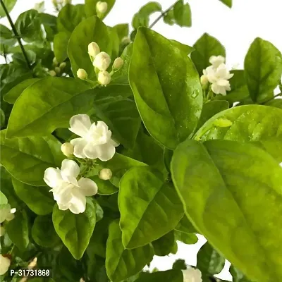 Indoor Jasmine Plant for Fresh Air-thumb0