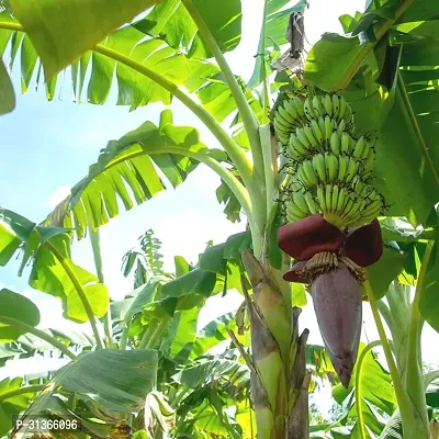 Live Banana Plant - Great for Container Gardening-thumb0