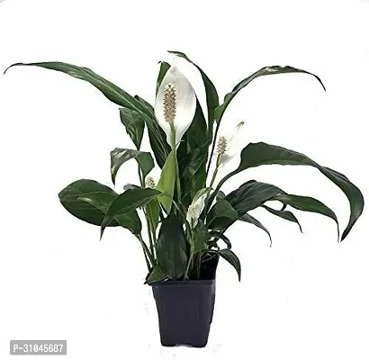 Pet-Friendly Spider Plant - Indoor Greenery-thumb0