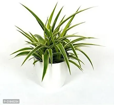 Live Spider Plant - Easy Care Indoor Plant-thumb0