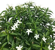 Jasmine Plant with Pot - Adds Beauty and Aroma-thumb1