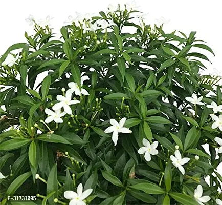 Jasmine Plant with Pot - Adds Beauty and Aroma-thumb2