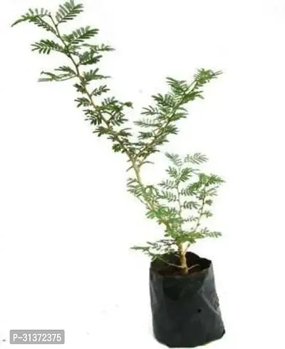 Kumubon Shami Plant for Calm Spaces-thumb0