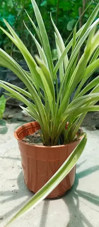 Pet-Friendly Spider Plant - Indoor Greenery-thumb2