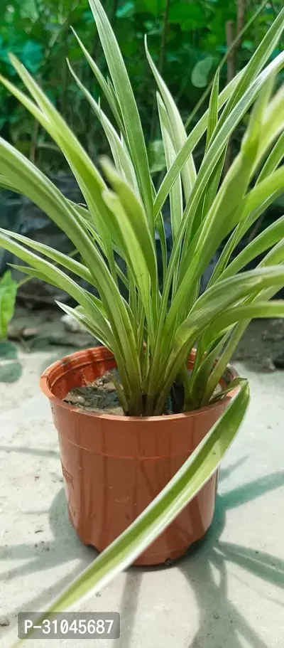 Pet-Friendly Spider Plant - Indoor Greenery-thumb3