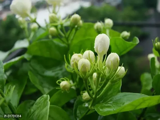 Fragrant Jasmine Plant - Ideal for Meditation and Relaxation-thumb0