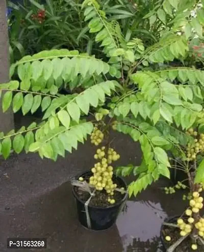 Indian Gooseberry Sapling - Amla Type-thumb0