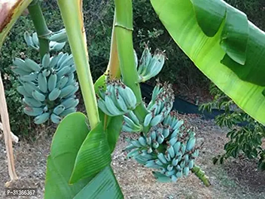 Tropical Banana Plant - Add a Touch of the Tropics-thumb0