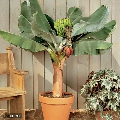 Rare Red Dacca Banana Plant - Exotic and Beautiful-thumb0