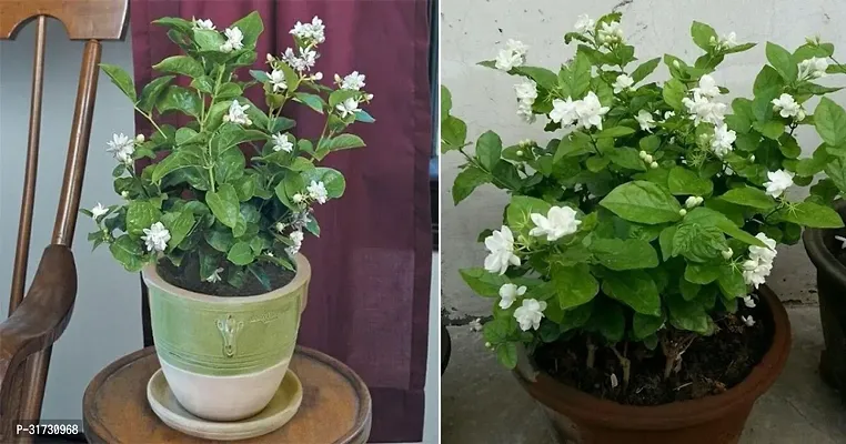 Jasmine Plant with Pot - Adds Beauty and Aroma-thumb0